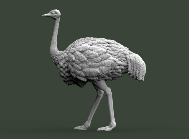 Ostrich 3D-printmodel .c4d .max .obj .3ds .fbx .stl .blend 