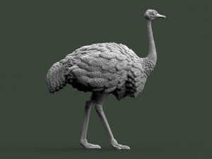 Ostrich 3D-printmodel