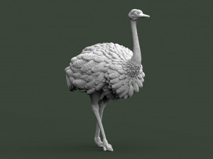 Ostrich 3D-printmodel