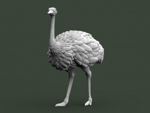 Ostrich 3D-printmodel