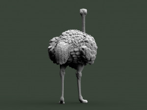 Ostrich 3D-printmodel