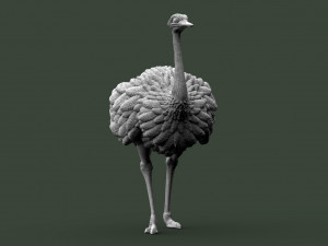 Ostrich 3D-printmodel