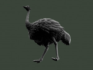 Ostrich 3D-printmodel