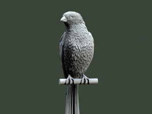 Bird 3D प्रिंट मॉडल