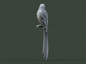 Bird 3D Print Model
