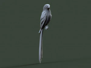Bird 3D Print Model