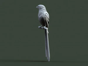 Bird 3D Print Model