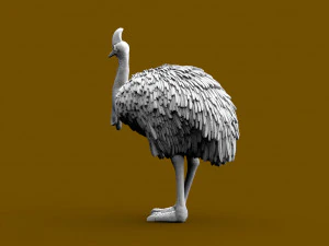 Cassowary 3D Print Model
