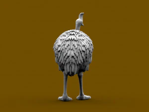 Cassowary 3D Print Model