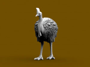 Cassowary 3D Print Model
