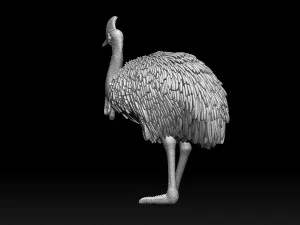 Cassowary 3D Print Model