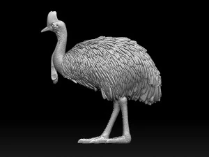 Cassowary 3D Print Model