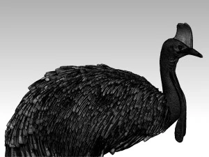 Cassowary 3D Print Model