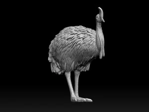 Cassowary 3D Print Model