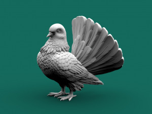 Pigeon 3D Print Model