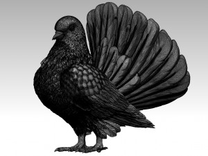 Pigeon 3D Print Model
