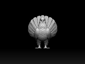Pigeon 3D Print Model
