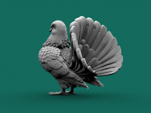 Pigeon 3D Print Model