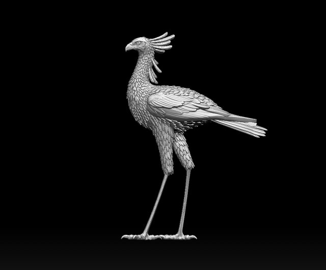 Bird secretary 3D 프린트 모델 .c4d .max .obj .3ds .fbx .stl .blend 