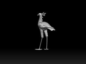 Bird secretary 3D 프린트 모델