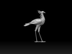 Bird secretary 3D 프린트 모델