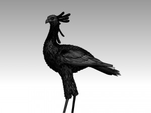Bird secretary 3D 프린트 모델