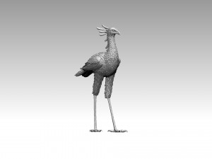 Bird secretary 3D 프린트 모델