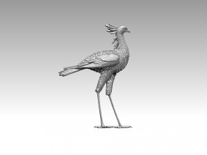 Bird secretary 3D 프린트 모델
