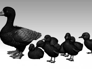 Duckling duck 3D Print Model