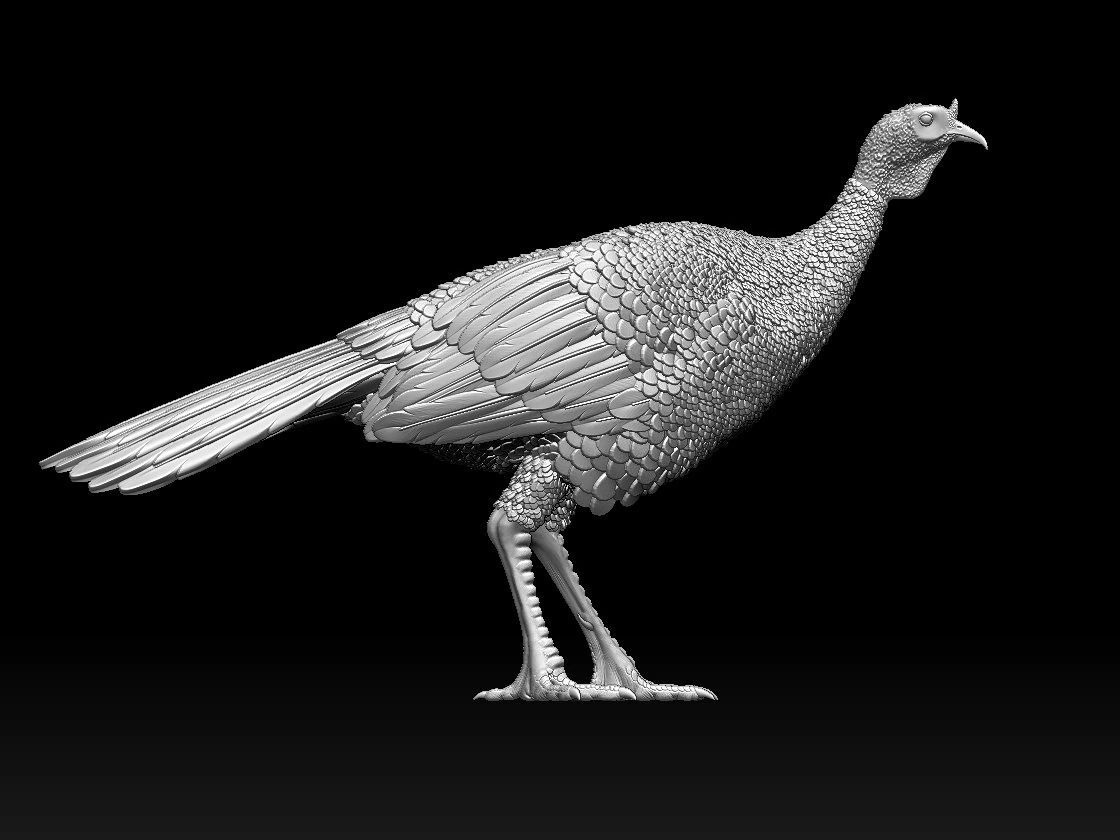 Bird Turkey 3D Print Model .c4d .max .obj .3ds .fbx .stl .blend 