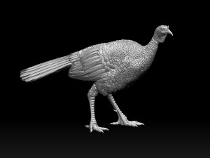 Bird Turkey Modèles 3D en vedette