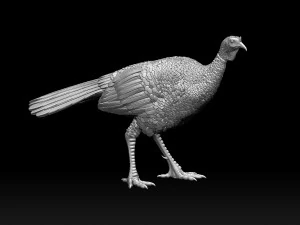 Bird Turkey 3D Print Model