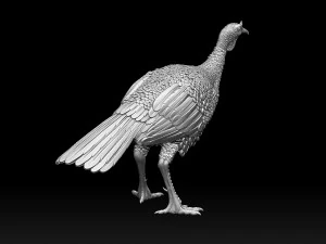 Bird Turkey 3D Print Model