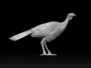 Bird Turkey 3D Print Model