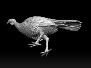 Bird Turkey 3D Print Model
