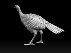 Bird Turkey 3D Print Model