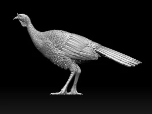 Bird Turkey 3D Print Model
