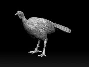 Bird Turkey 3D Print Model