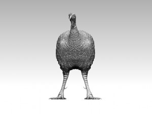 Bird Turkey Modèles 3D en vedette