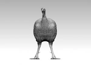 Bird Turkey 3D Print Model
