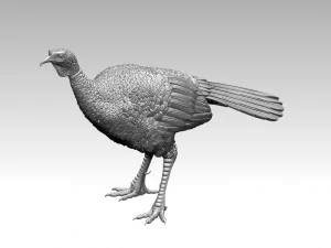 Bird Turkey 3D Print Model