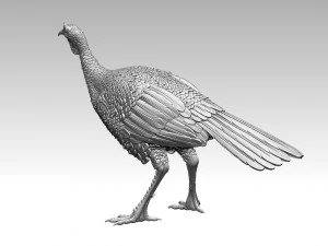 Bird Turkey 3D Print Model