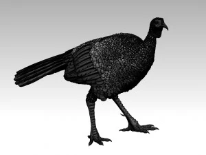 Bird Turkey 3D Print Model