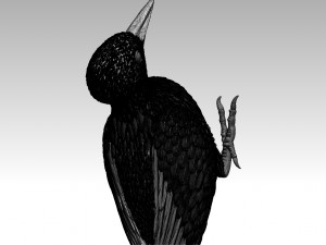 Woodpecker 3Dプリントモデル