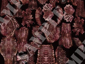 alien xenomorph vr - ar - low-poly 3D-Modell