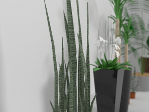 indoor plants Modèle 3D