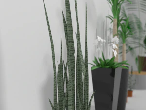 indoor plants 3D Model