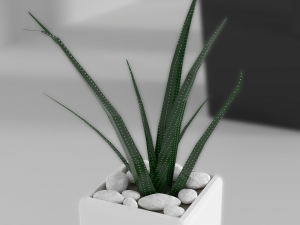 indoor plants Modèle 3D