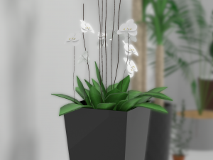indoor plants Modèle 3D