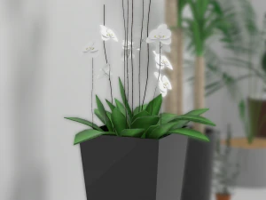 indoor plants 3D Model